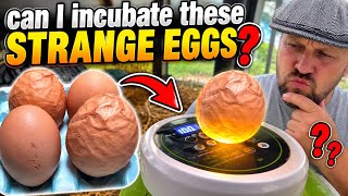I Found Strange Looking Eggs- Will they hatch?