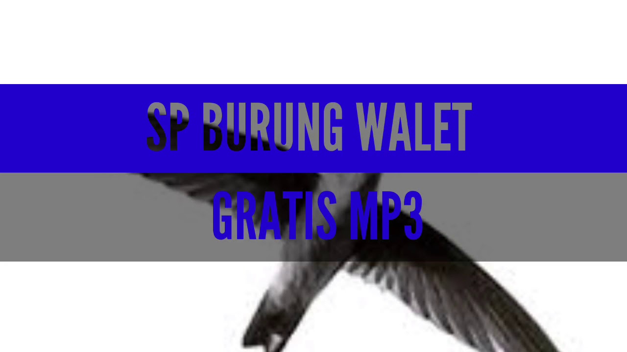 SUARA WALET PANGGIL - SP HALILINTAR