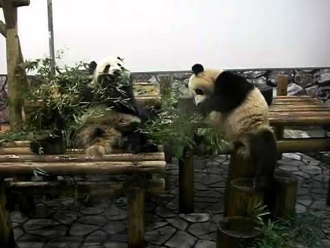 海浜＆陽浜、笹の取り合い-2　2012.05.08