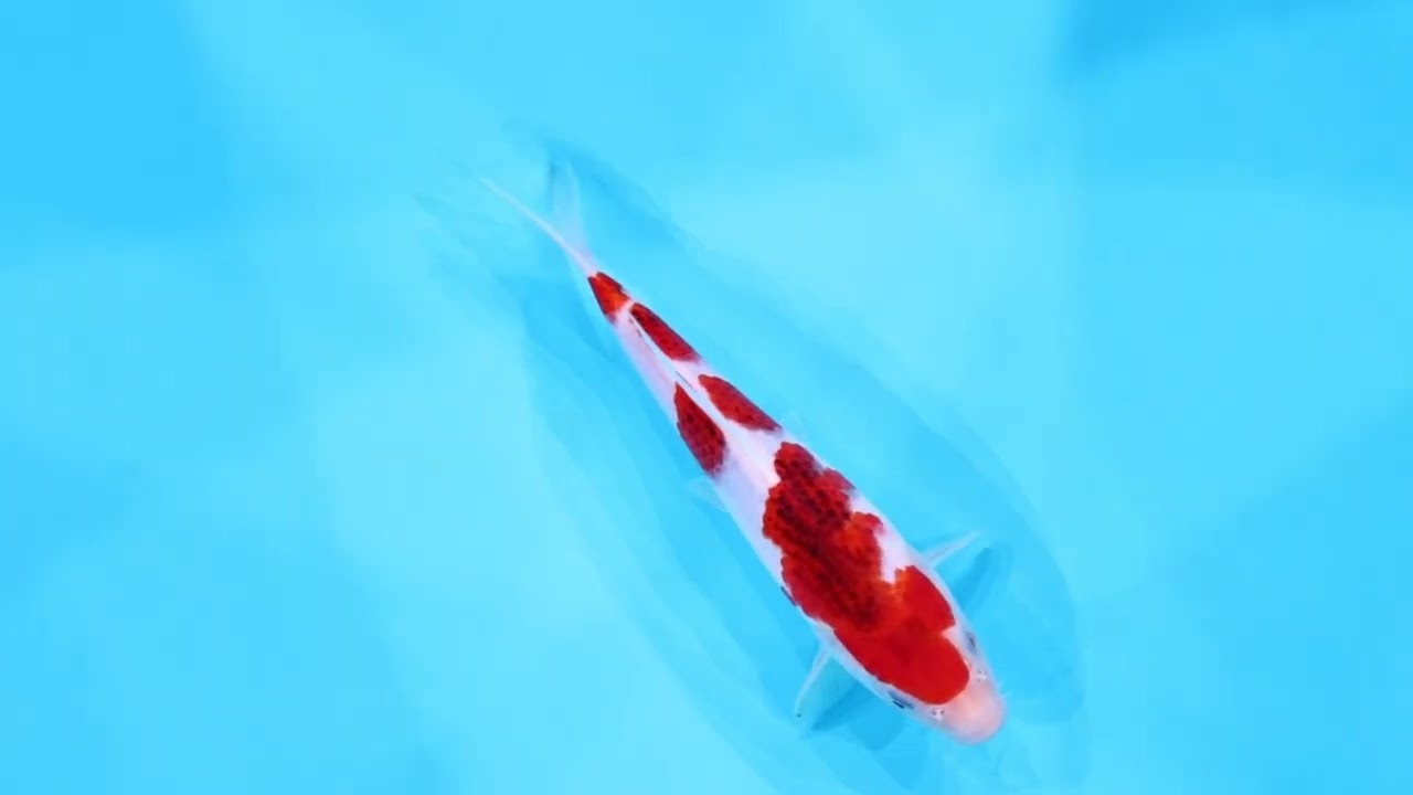 若鯉大会スペシャルオークション！】260302-095の出品鯉のご紹介