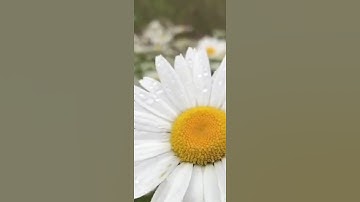 وما قدروا الله حق قدره تلاوة خاشعة الشيخ عبدالباسط عبدالصمد رحمه الله /روائع القراءات