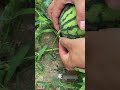 Самый редкий секрет агрономов, зачем они колют режут фрукты?