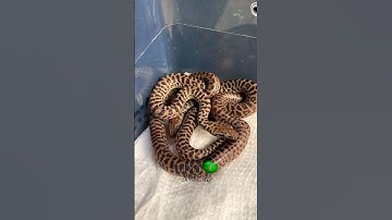 Children’s Pythons first shed! #molinarosnakelab #snakebreeding #Antaresiachildreni #pythons #shorts