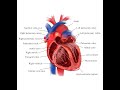 Respiration and Circulation , Part 15.Internal Structure of Human Heart by Ms. Kiran Khobragade.