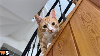 My cat peeks at me on every floor while getting down the stairs