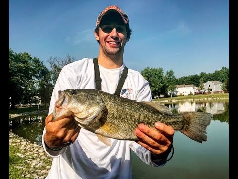 Awesome Bass Fishing in Local Pond - YouTube