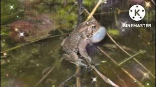 suara kodok kungkong saat hujan