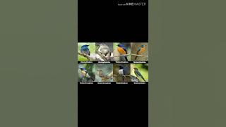 Suara pikat sikatan rimba,tledekan gunung,dan cincoang coklat mix compilation