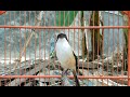 Kicauan Ampuh Yang Bikin Banyak Cendet Yang Emosi Dan Nyaut Dengan Cendet Cari Lawan Ini Mp3 - Mp4 Download