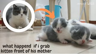 I try to Stealing kittens and Look what Mother Cat do !!