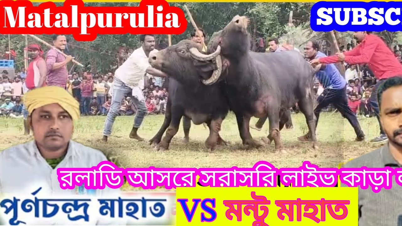 রলাডি আসরে সরাসরি লাইভ কাড়া লরাই পূর্ণচন্দ্র মাহাত VS মন্টু মাহাত