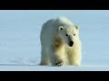 Quand un ours polaire attaque des phoques