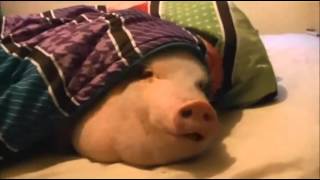 свинья под одеялом
