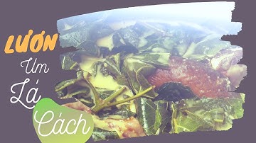 LƯƠN UM LÁ CÁCH | ĐẶC SẢN MIỀN SÔNG NƯỚC | HAI LÚA TV