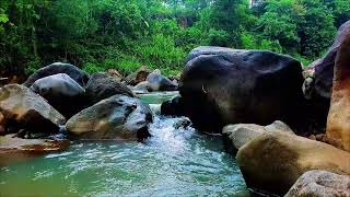 White Noise for Studying Nature – Soft Forest Stream to Improve Concentration