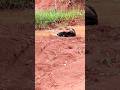 Tamanduá Bandeira tomando banho d em lama. #pecuaria #selvagens #faunapantaneira #faunabrasileira