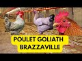 A la dcouverte dune ferme de poulet goliath  brazzaville poulet miracle