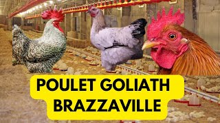 A la Découverte d'une Ferme de Poulet Goliath à Brazzaville: poulet miracle