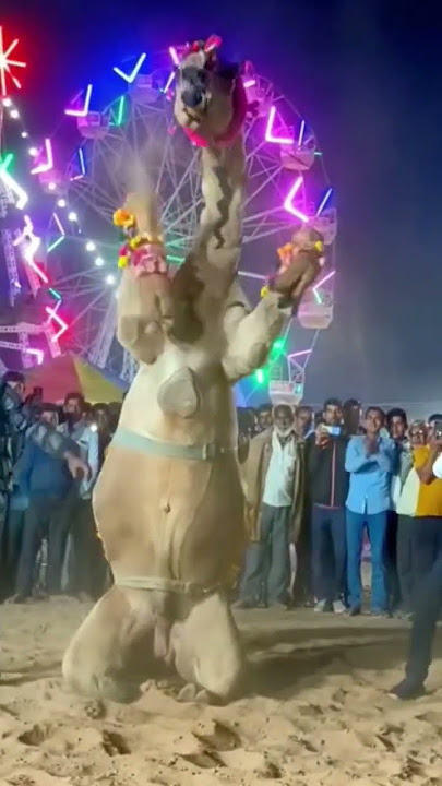Download lagu Rajasthan Camel dance #shorts #youtubeshorts #viralshorts #camel #camedy #dance #dancevideo #dancer