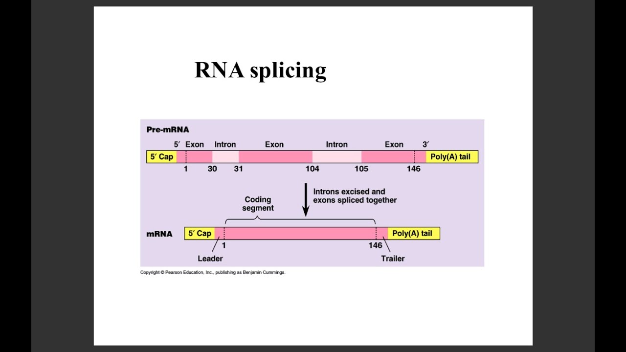 Lecture 16 mRNA splicing Part1 - YouTube