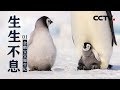 《生生不息》第一集 企鹅宝宝诞生记 | CCTV纪录