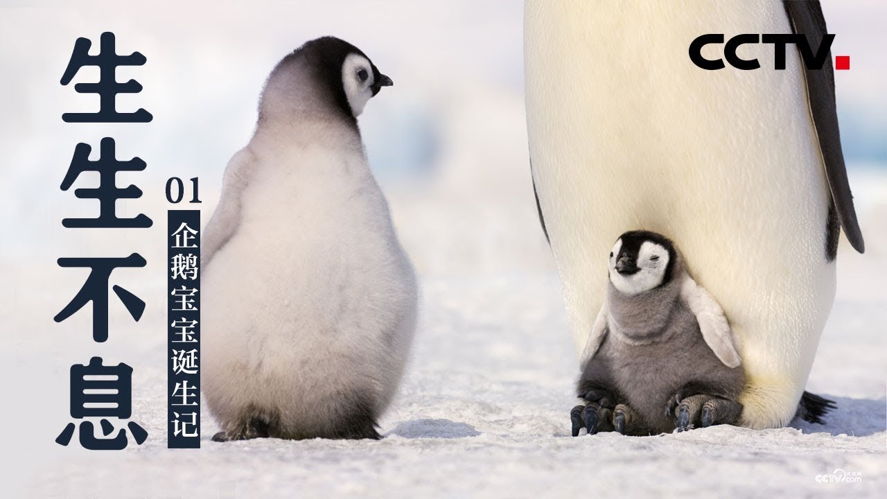 生生不息 第一集企鹅宝宝诞生记 Cctv纪录 Youtube