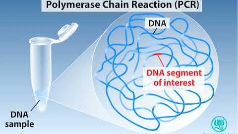 PCR Animation