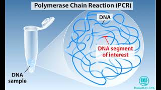 PCR Animation