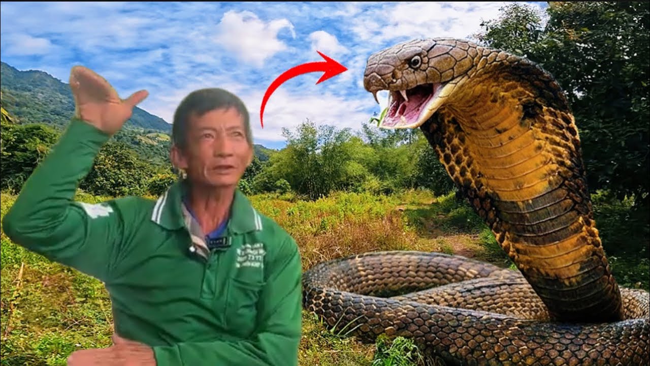 Thật hư chuyện cậu 7 núi 3 chúc phát hiện con rắn hổ mây to như cây dừa dưới gốc cây cổ thụ