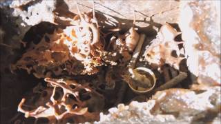 Grandes Diferenças Entre As Caixas De Mirims Guaçú Plebeia Remota