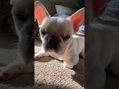 French Bulldog Puppy