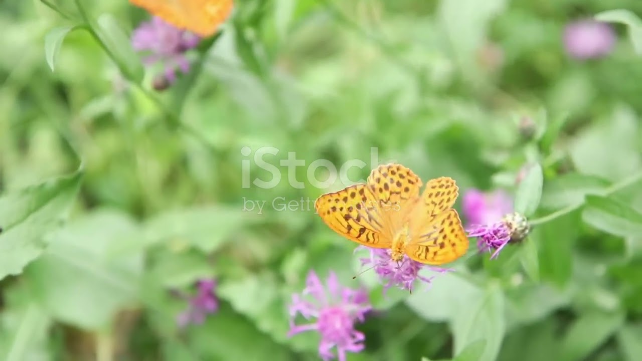 Insects of Antigua and Barbuda: Nature’s Tiny Wonders 