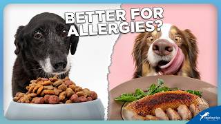Can Dogs Eat Duck? 6 Awesome Benefits for Dogs!