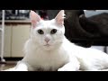 #72 ナデナデ - a cat looks comfortable -