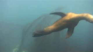 Lady Divers Love Diving With Sharks La Jolla Coves Seven Gill Sharks 2013