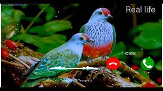 Download Lagu New flute rington,,,music rington,,,,,mobile rington,,,basuri rington MP3