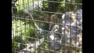 Serval cat Plays with Water by Silver Cross Fox 454 views 11 years ago 1 minute, 22 seconds