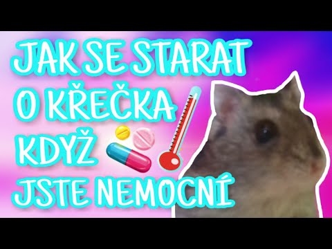 Video: S čím Jsou Křečci Nemocní