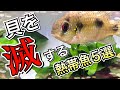 【スネール対策】厄介な貝を跡形もなく食べ尽くす熱帯魚5選【淡水魚 アクアリウム】