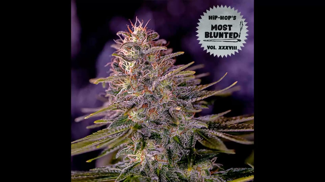 17 Stan Ipcus   Ganja