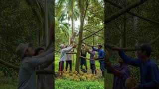 A mischievous monkey jumps down and steals a durian fruit #bamboobush #bamboofarm #bambooshoots