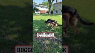 Playtime Turns Into a Dognado 🌪️🫨 Playtime Turns Into a Dognado 🌪️🫨