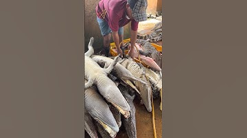 To facilitate the process of slicing open the skin, he is inflating the crocodile