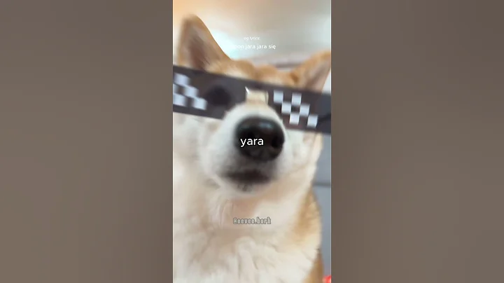 New Chipi Chipi Chapa Chapa: FOR DOGS (Narco Tiki Doge)