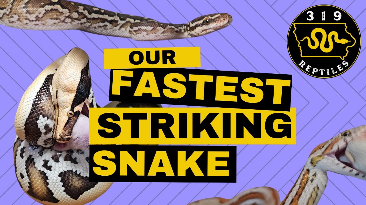 The Fastest Striking Snake Experiment Which Species YouTube The Fastest Striking Snake Experiment Which Species YouTube