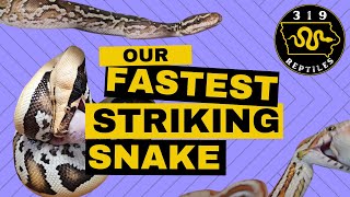 The Fastest Striking Snake Experiment Which Species?