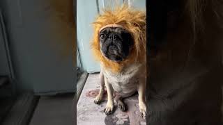 🦁 Bring the lion out 🦁