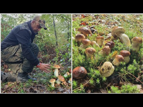 Wideo: Miejsca grzybowe w Czuwaszji. Miejsca kumulacji. rezerwy