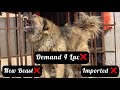 Caucasian shepherd  new beast la liya demand 4 lac giant size aggressive  dangerous