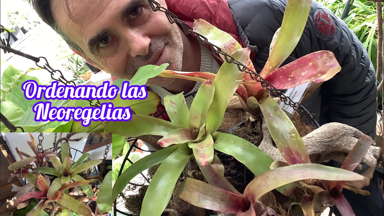 Ordenando las Neoregelias CAP 247